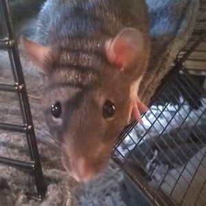 Meet your Posher, Posh